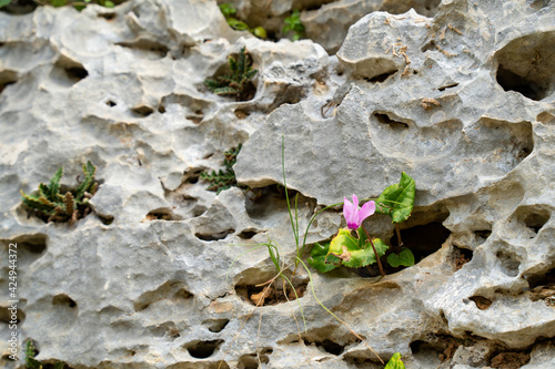 Принти на полотні A Cyclamen Growing in a Rock