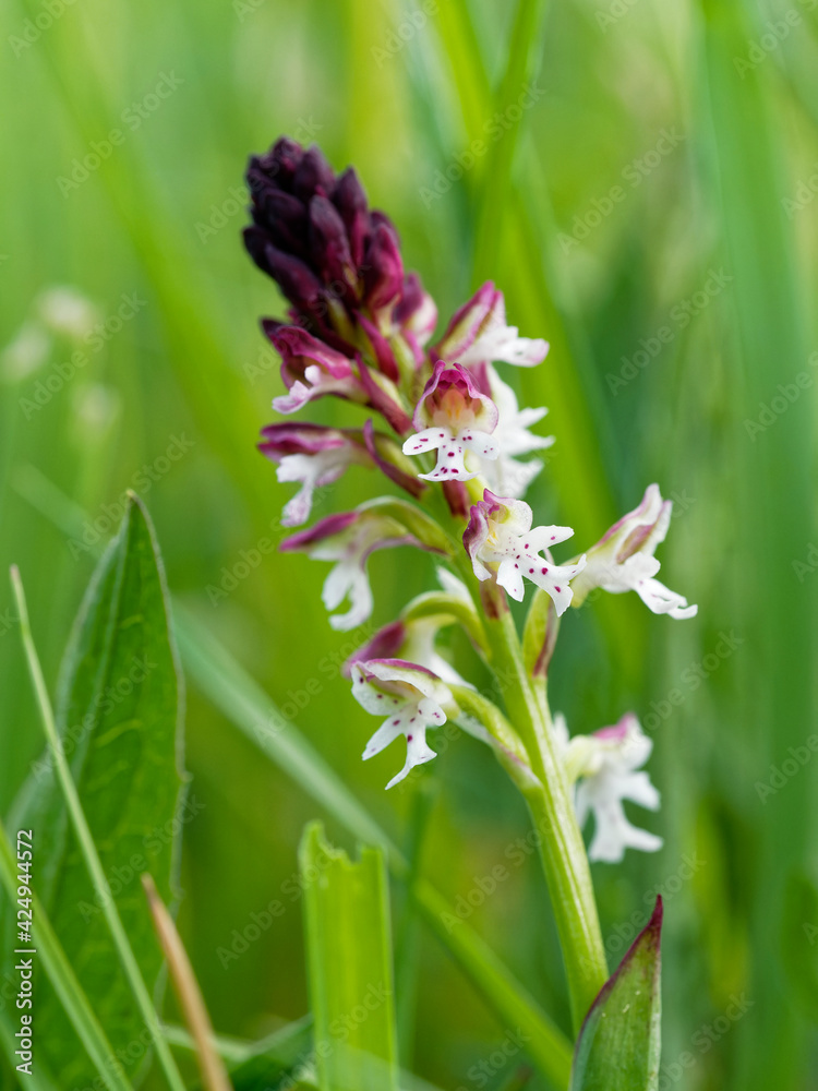 Brand-Knabenkraut, Orchis ustulata Brand-Knabenkraut, Orchis ustulata