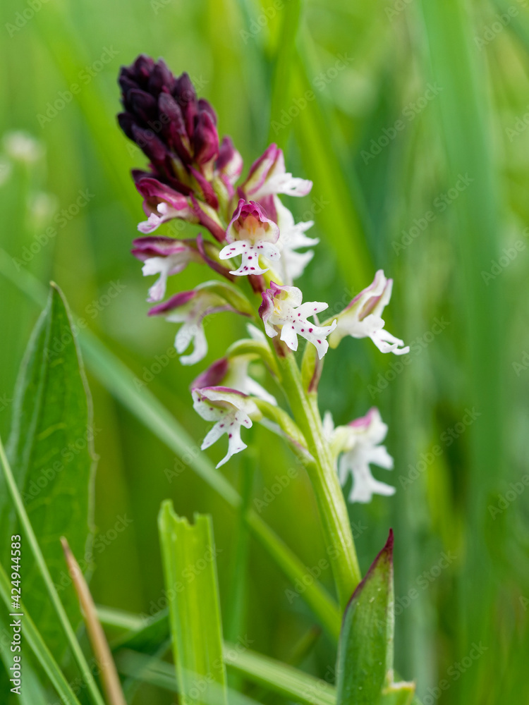 Brand-Knabenkraut, Orchis ustulata Brand-Knabenkraut, Orchis ustulata