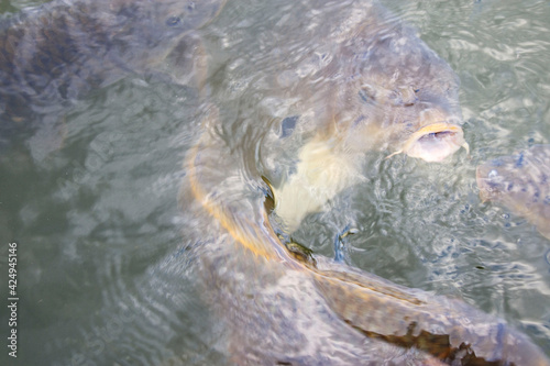Fototapeta Naklejka Na Ścianę i Meble -  池の鯉