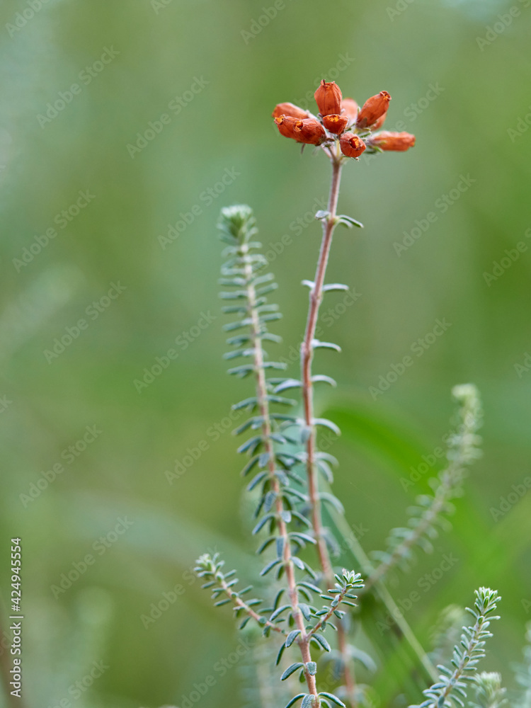 Glocken-Heide, Morr-Glockenheide, Erica tetralix Glocken-Heide, Morr-Glockenheide, Erica tetralix