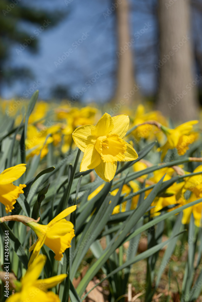 Obraz premium Daffodil Hill Lakeview Cemetery ohio
