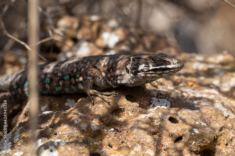Naklejka premium Atlantic lizard hiding in a bush