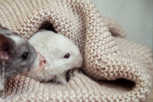 Our little pet white chinchilla peeks out from under a soft knitted blanket