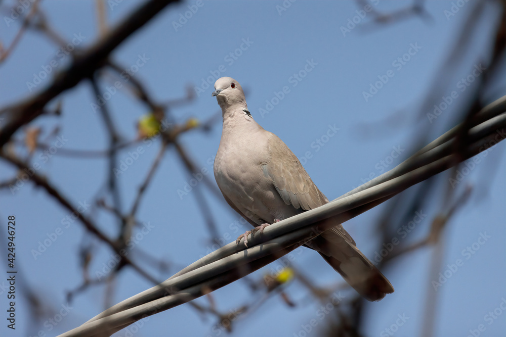 The Eurasian collared