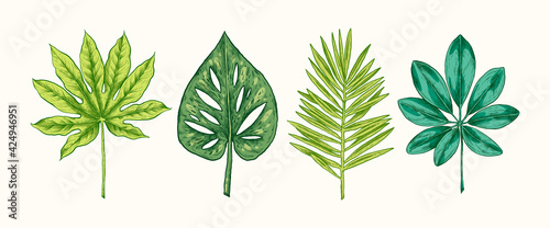 Collection of green tropical leaves and plants isolated on white background. Vector Hand Drawn Sketch Botanical Illustration. Highly detailed plant collection. Palm leaves. Exotic. Vintage. Colorful