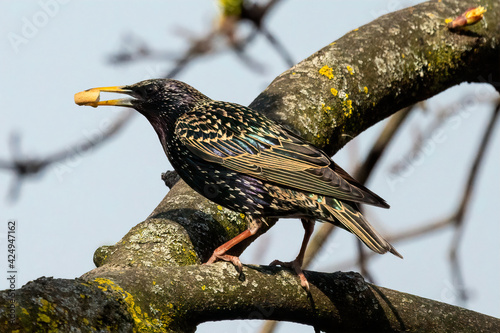 Bilde på lerret Common starling
