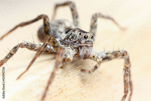 Wolf spiders are members of the family Lycosidae