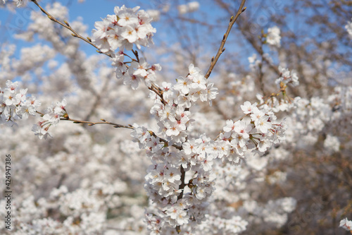 Cherry blossom flowers of spring