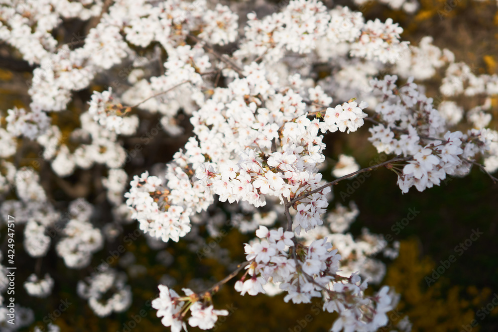 Cherry blossom flowers of spring Cherry blossom flowers of spring