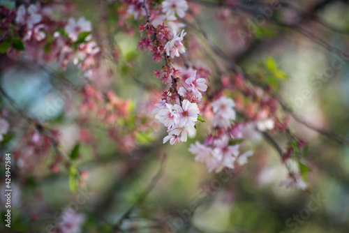 Closeup of pink flowers of cherry blossom in a public garden
