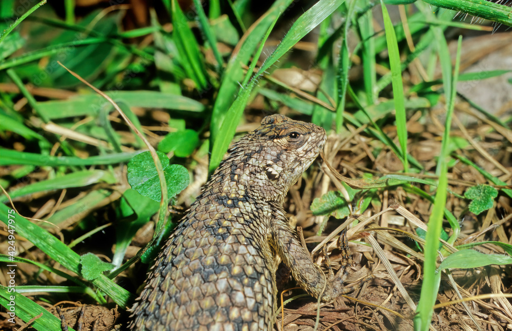 Fototapeta premium The spectacled caiman (Caiman crocodilus), also known as the white caiman,