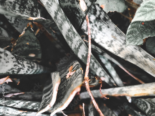 close up of a burning leaf