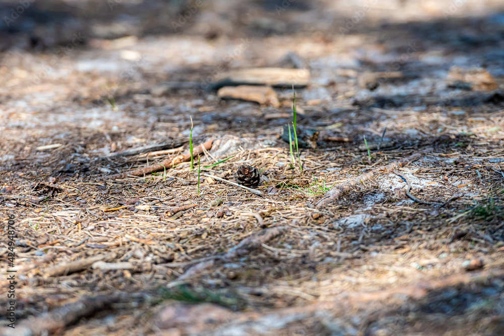 the forest background, a fir cone against the background of pine needles lies on the ground the forest background, a fir cone against the background of pine needles lies on the ground