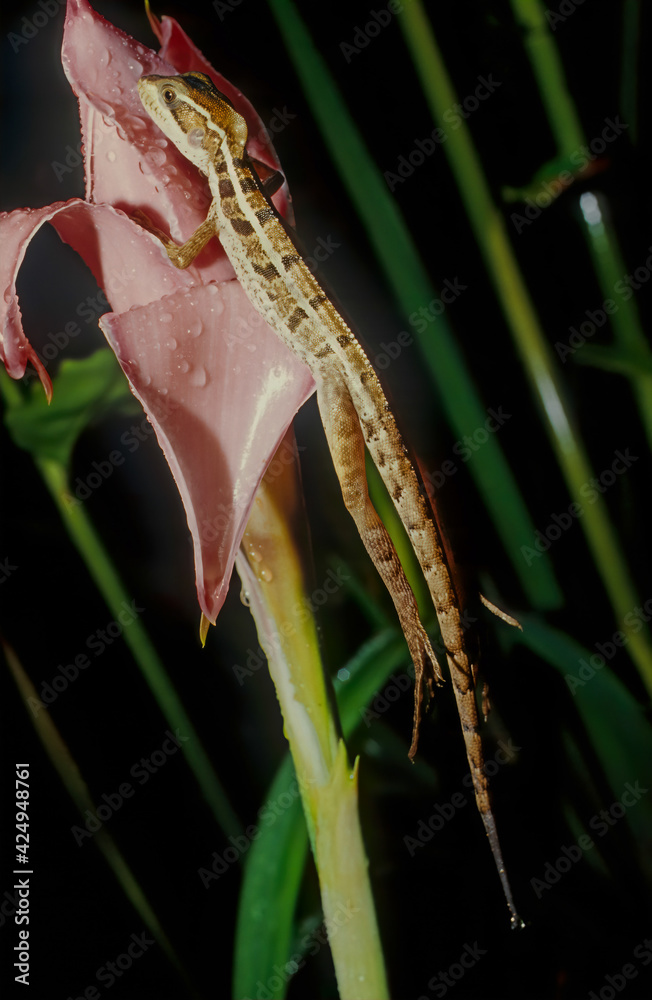 Fototapeta premium Common basilisk