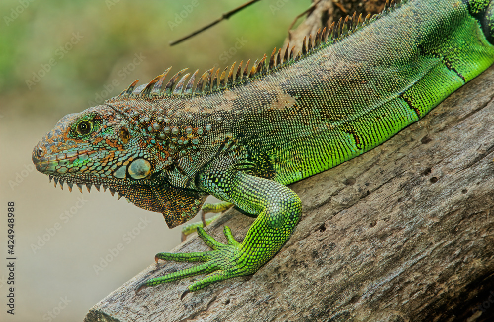 Obraz premium Green iguana