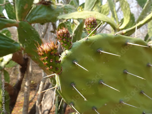 Close-up of cactus in Antsokay botanical garden in Arboretum d'Antsokay (Toliara, Madagascar) photo