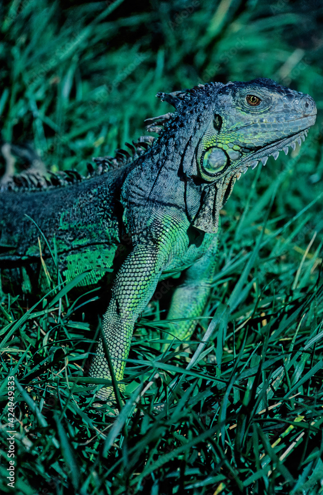 Green iguana