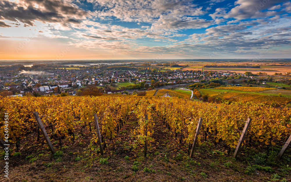 Fototapeta premium Tokaj, Hungary - The world famous Hungarian vineyards of Tokaj wine region, taken on a warm, golden glowing autumn morning. Town of Tokaj and beutiful sunrise with blue sky and clouds at background
