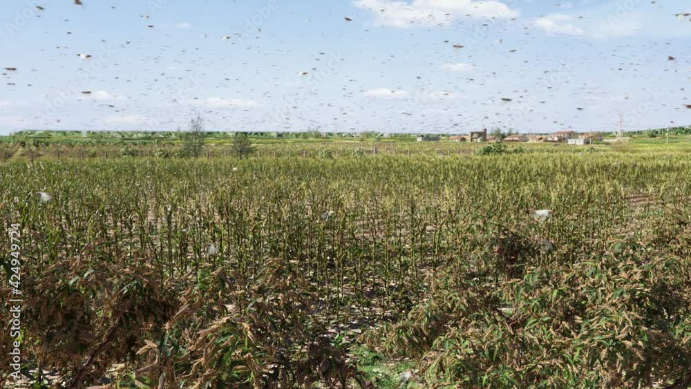 The locust plague is happening, many corn fields are invaded, and crops are destroyed. Stock ビデオ