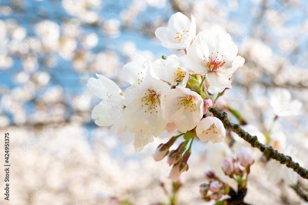 桜の花のアップ