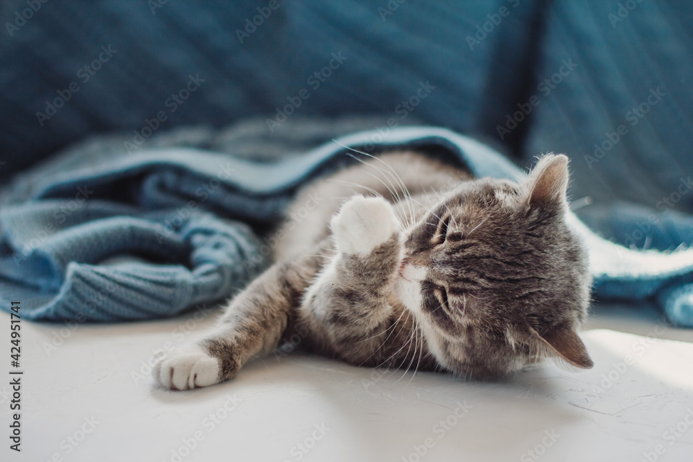 A gray cat lies under a blanket and licks its paw.