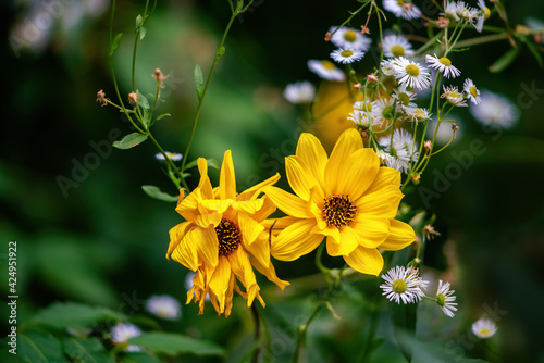 Two Heliopsis and daisy blossoms in autumn photo