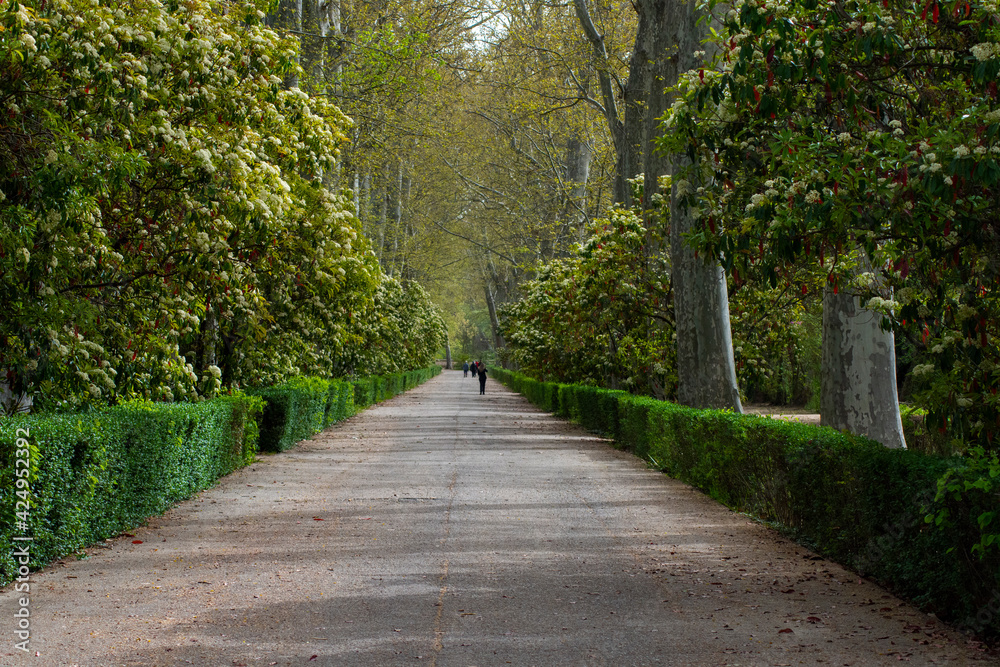 Paseo de los jardines del principe de Aranjuez Paseo de los jardines del principe de Aranjuez