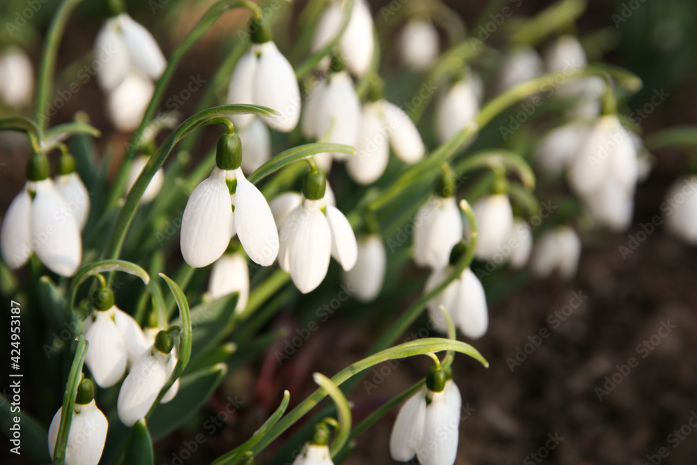 Fresh blooming snowdrops growing in soil, space for text. Spring flowers Fresh blooming snowdrops growing in soil, space for text. Spring flowers