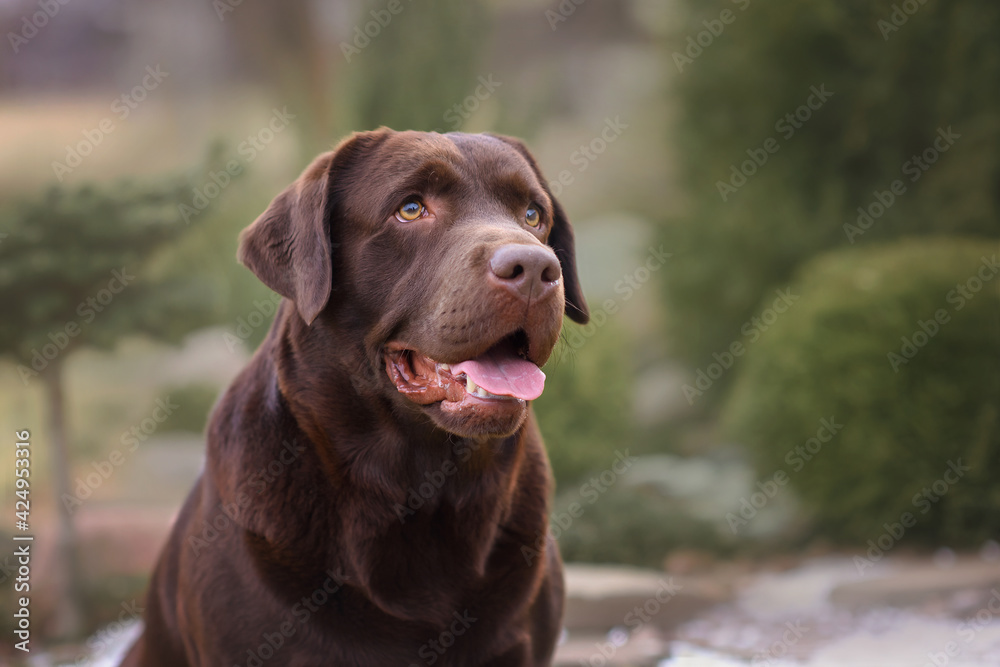 chocolate labrador retriever in the woods