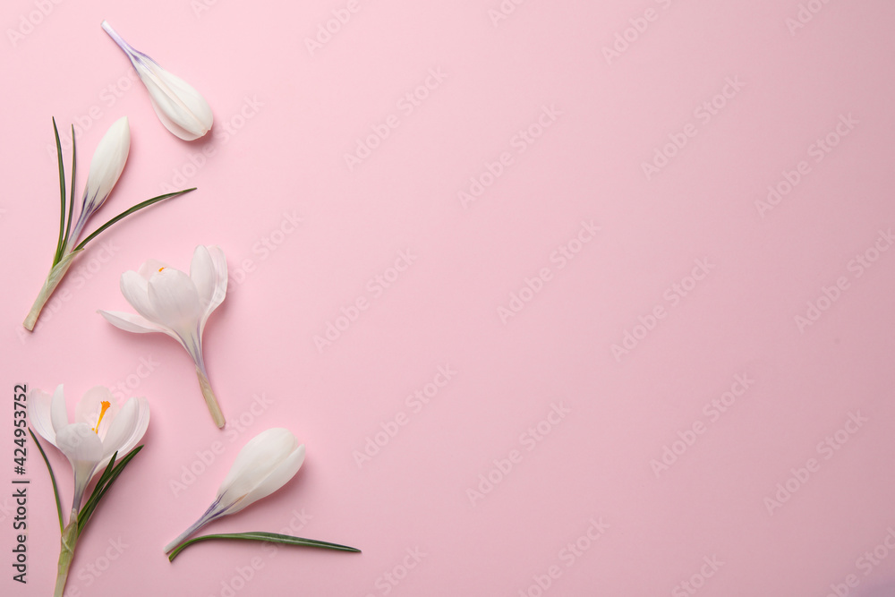 Beautiful white crocus flowers on pink background, flat lay. Space for text