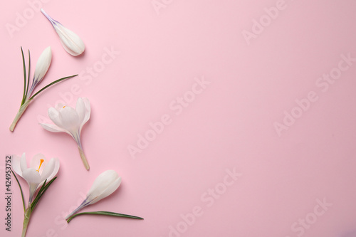 Beautiful white crocus flowers on pink background, flat lay. Space for text