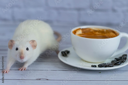 A cute and funny little white decorative rat sits next to a coffee cup. Morning breakfast