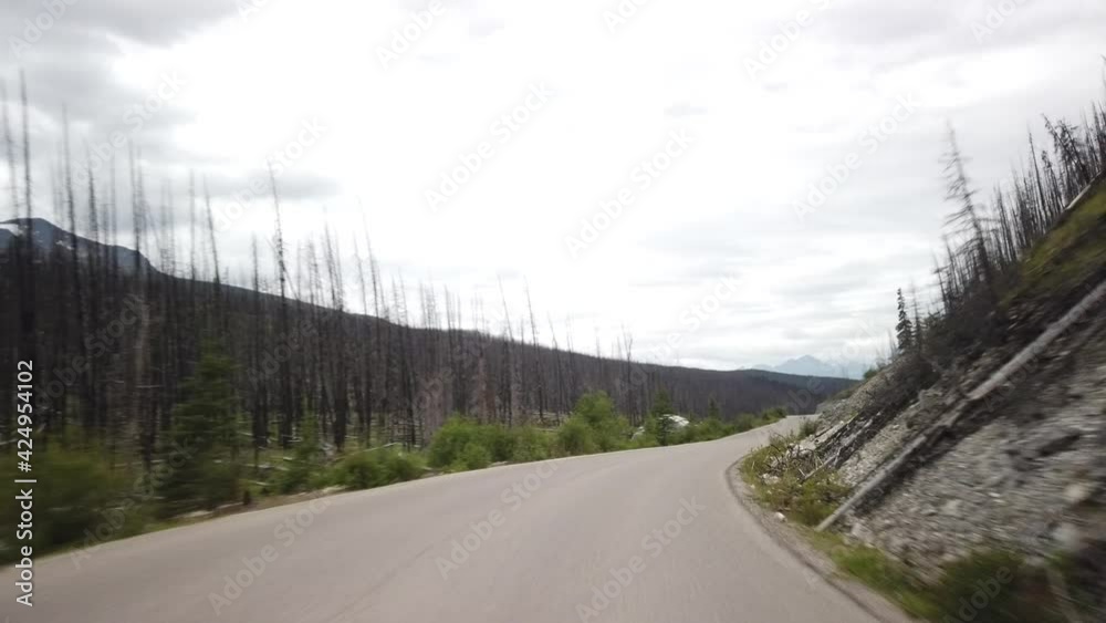 Burnt Pine Needle Trees Driving in Jasper National Park Burnt Pine Needle Trees Driving in Jasper National Park