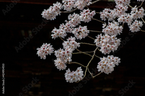 風景素材 園城寺（三井寺）の美しい桜の花