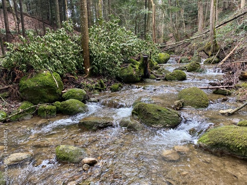 The Krebsbach stream after the Freyenweijer pond and in the small forest gorge Bachtobel, Samstagern - Canton of Zürich (Zuerich or Zurich), Switzerland (Schweiz) photo