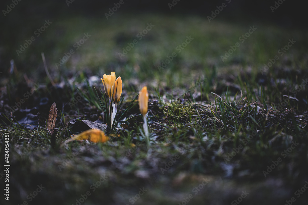 beautiful crocus flower family in spring meadow with some autumn leaves on ground and fresh young grass beautiful crocus flower family in spring meadow with some autumn leaves on ground and fresh young grass