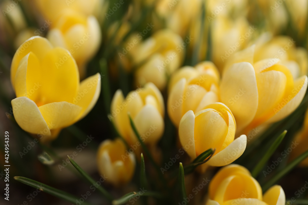 Obraz premium Beautiful yellow crocus flowers growing in garden, closeup