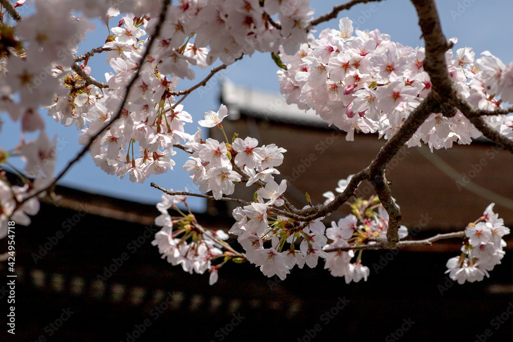 Fototapeta premium 風景素材 園城寺(三井寺)の美しい桜の花