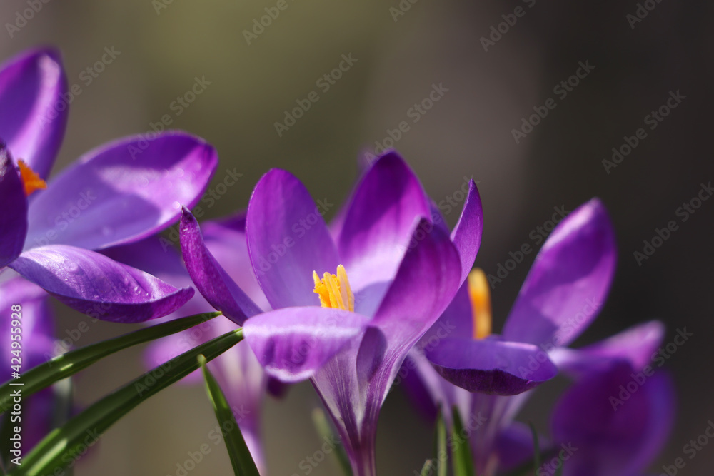 Fresh purple crocus flowers growing on blurred background, closeup