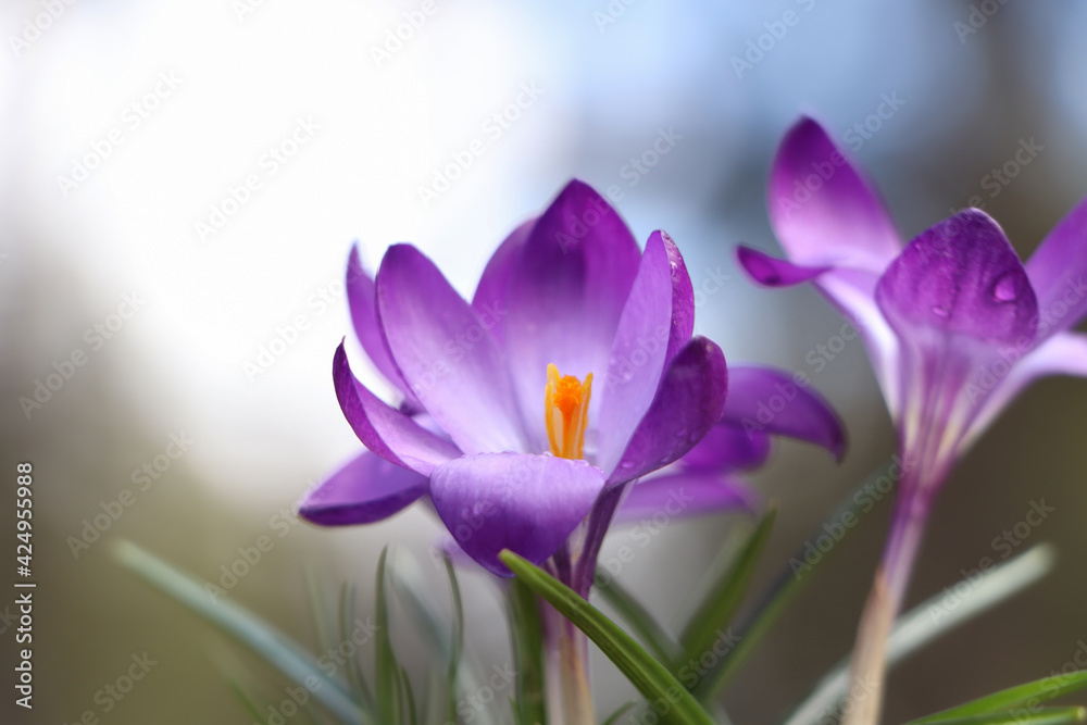 Fresh purple crocus flowers growing on blurred background