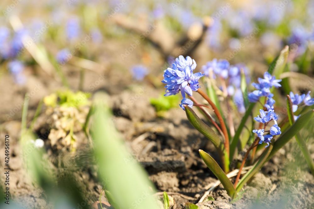 Beautiful Siberian squill flowers growing in garden Beautiful Siberian squill flowers growing in garden