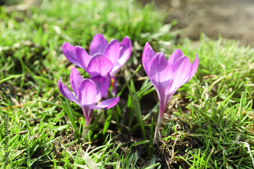 Beautiful purple crocus flowers growing in garden