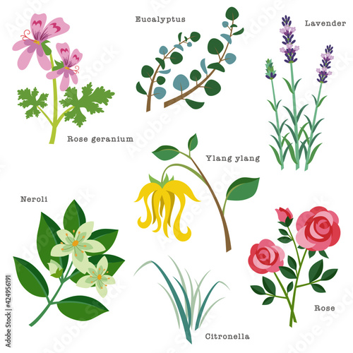 Natural herbs and flowers used for aromatherapy. Rose geranium, eucalyptus, lavender, ylang ylang, neroli, citronella, rose. Vector illustration in flat cartoon style on white background.