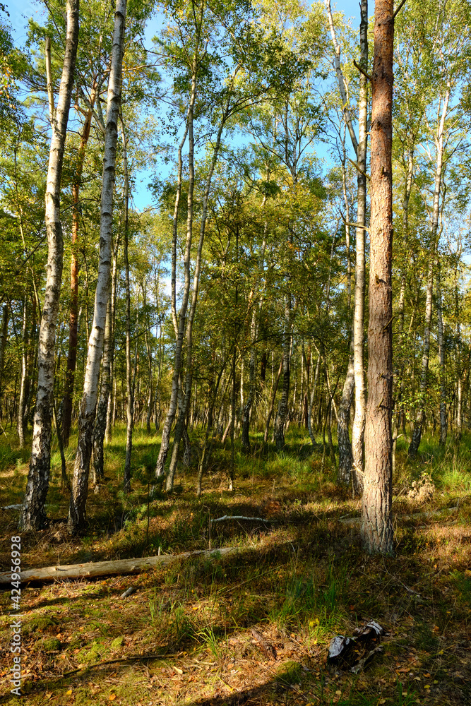 Fototapeta premium Naturschutzgebiet Ribnitzer Großes Moor im Stadtforst Ribnitz-Damgarten, Landkreis Vorpommern-Rügen und Landkreis Rostock, Mecklenburg Vorpommern, Deutschland