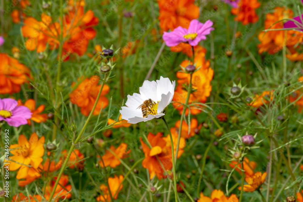 コスモスの蜜を吸うミツバチ