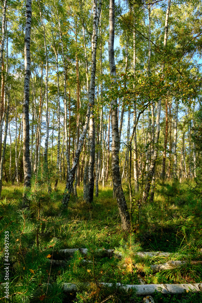 Obraz premium Naturschutzgebiet Ribnitzer Großes Moor im Stadtforst Ribnitz-Damgarten, Landkreis Vorpommern-Rügen und Landkreis Rostock, Mecklenburg Vorpommern, Deutschland