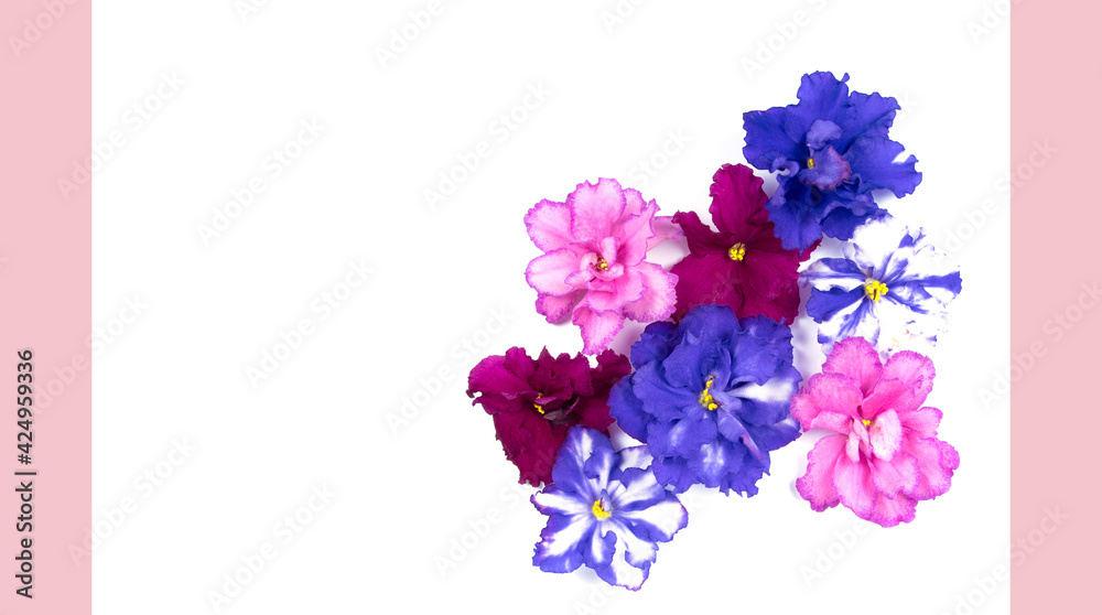Viola heads isolated on white background. Greeting card with pink and blue violet flowers. Copy space for text
