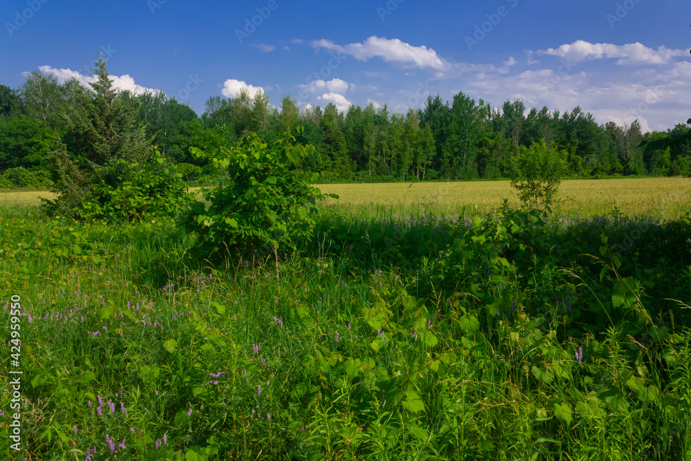 A meadow in the summer