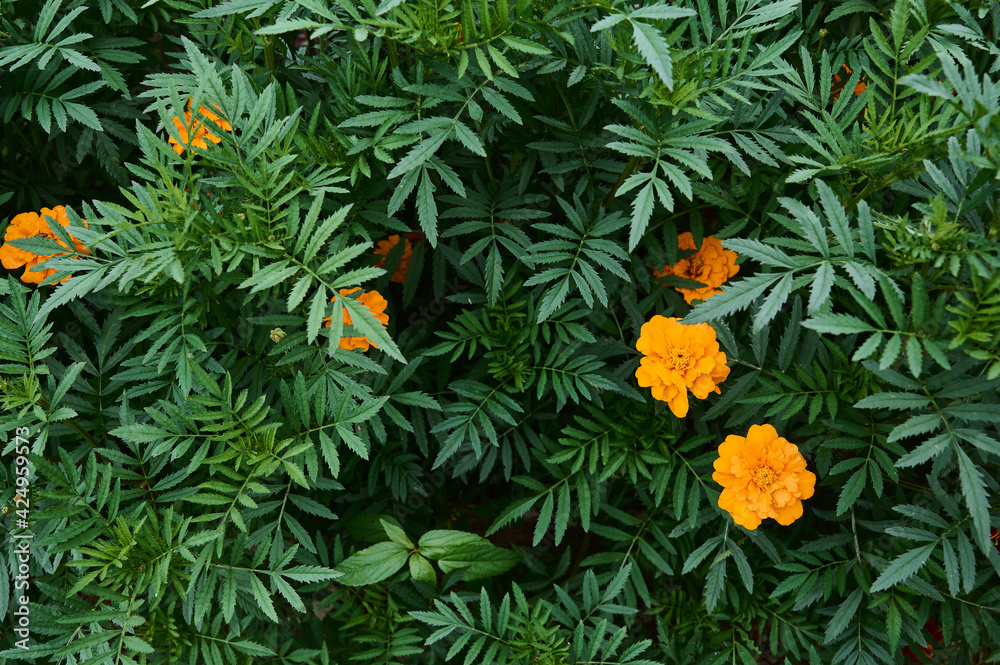 Bright orange Marigold flowers against a background of dense green foliage.  (Tagetes erecta, Mexican, or African marigold) Green natural background